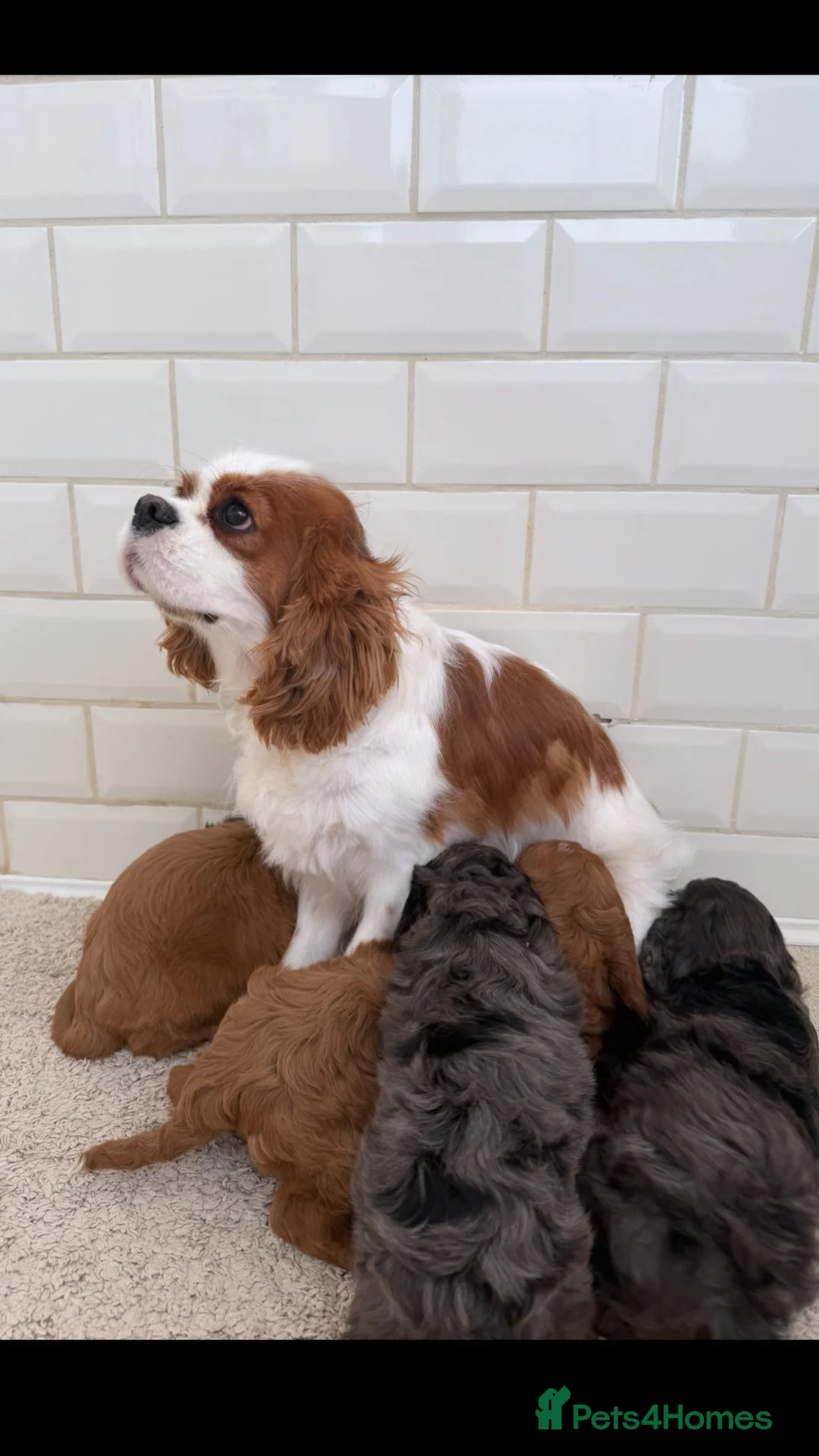 Cavapoo dogs for sale: Unusual colours merle cavapoos   - Advert 7