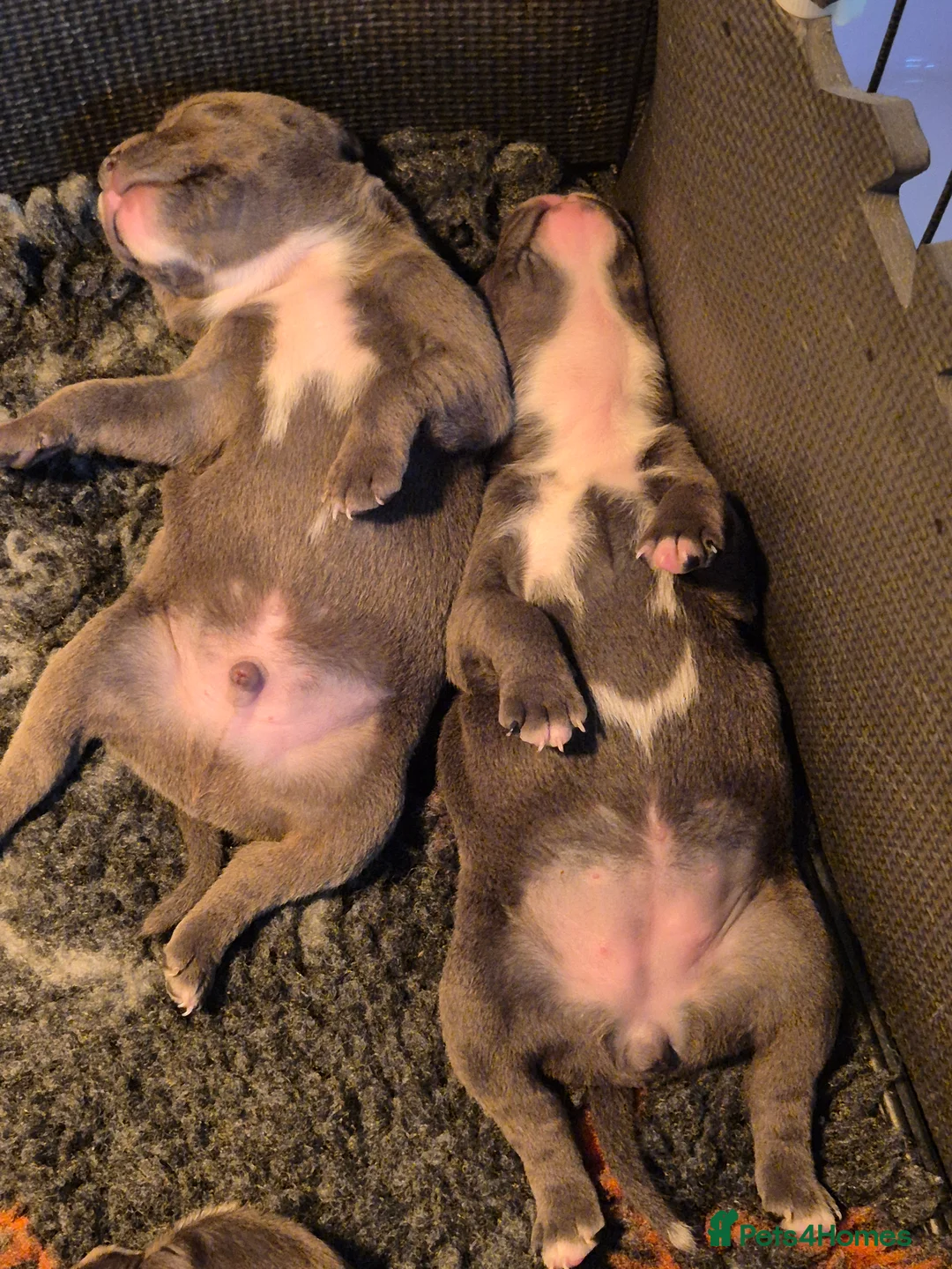 Staffordshire Bull Terrier dogs for sale: Blue Staffordshire Bull Terrier puppies  - Advert 6