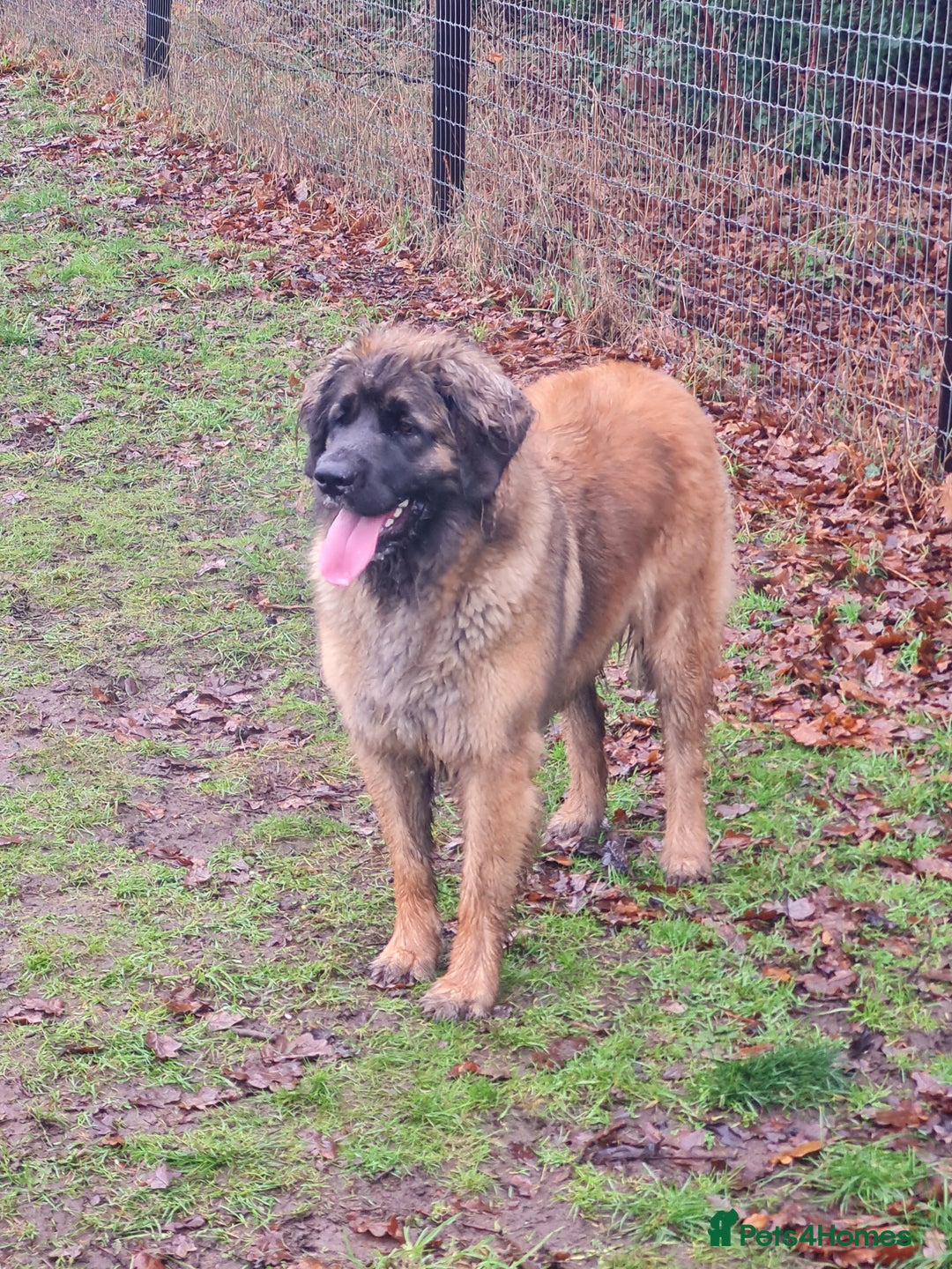 Leonberger dogs for sale: Leonberger boys available  - Advert 2
