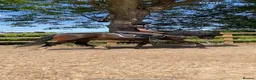 English Thoroughbred horses for sale: URGENT URGENT home needed 3 new forest Gelding - Advert 3