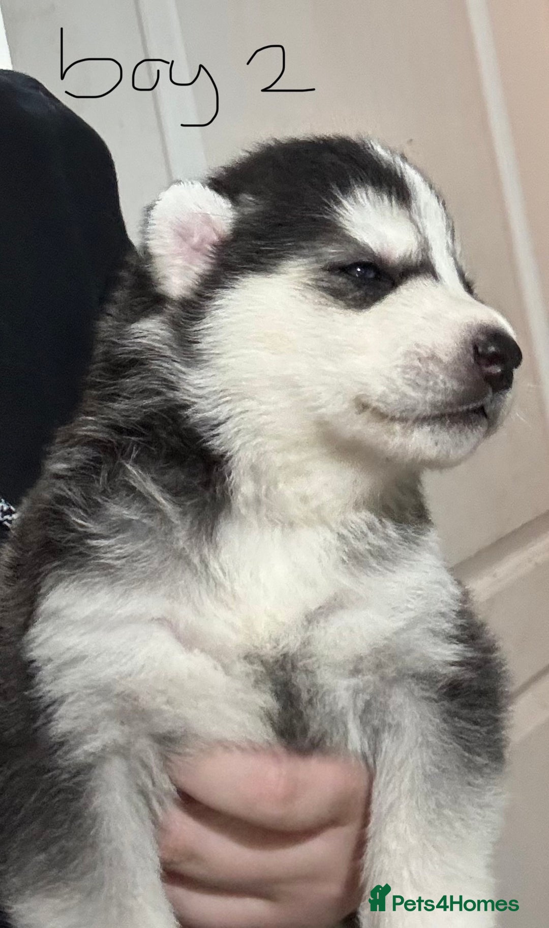 Siberian Husky dogs for sale: gorgeous huskies puppies for sale! - Image 3