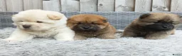 Chow Chow dogs for sale: Chow Chow puppies for sale - Advert 4