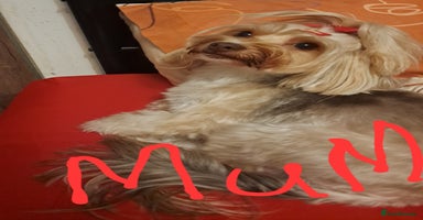 Yorkshire Terrier dogs 1 Boy & 3 Girls with Unique Coats - Advert 12