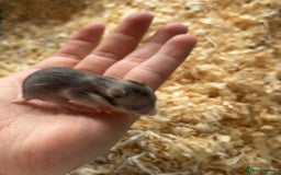 Hamster rodents for sale: Baby Syrian hamsters - Image 4