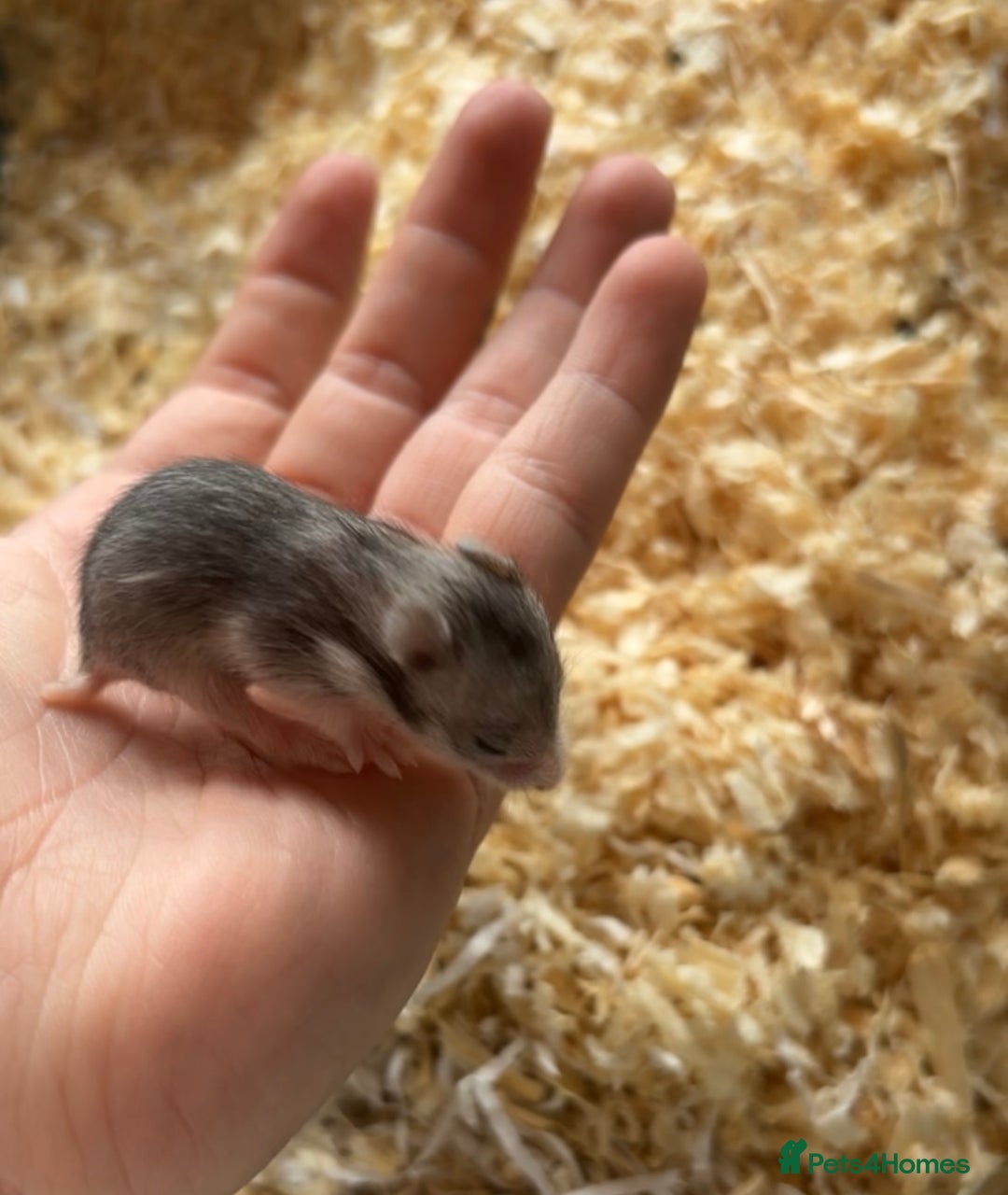 Hamster rodents for sale: Baby Syrian hamsters - Image 4