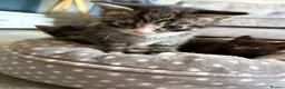 Mixed Breed cats for sale: 3 kittens for sale  - Advert 11