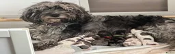 Cockapoo dogs for sale: Stunning cockapoos - Advert 20
