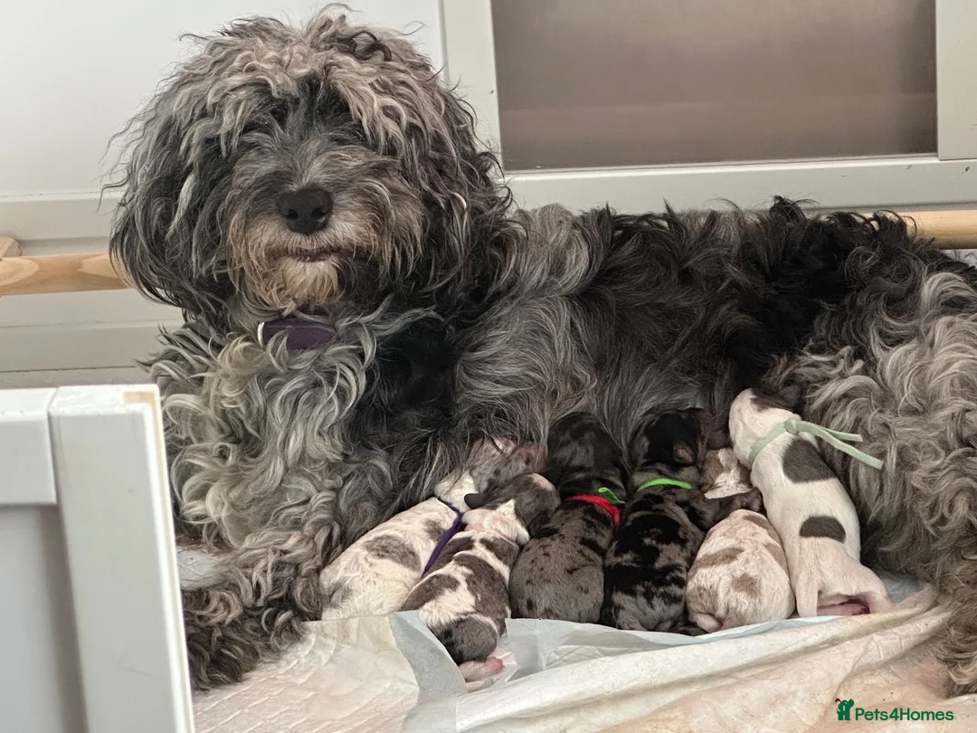 Cockapoo dogs for sale: Stunning cockapoos - Advert 20