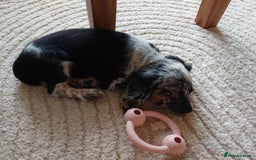 Sprollie dogs for sale: Male 9 week old sprollie  - Image 4