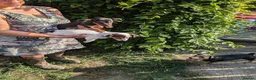 Jack Russell dogs for sale: Ready 10 weeks  Gorgeous bk & tan Jack Russel  - Advert 16
