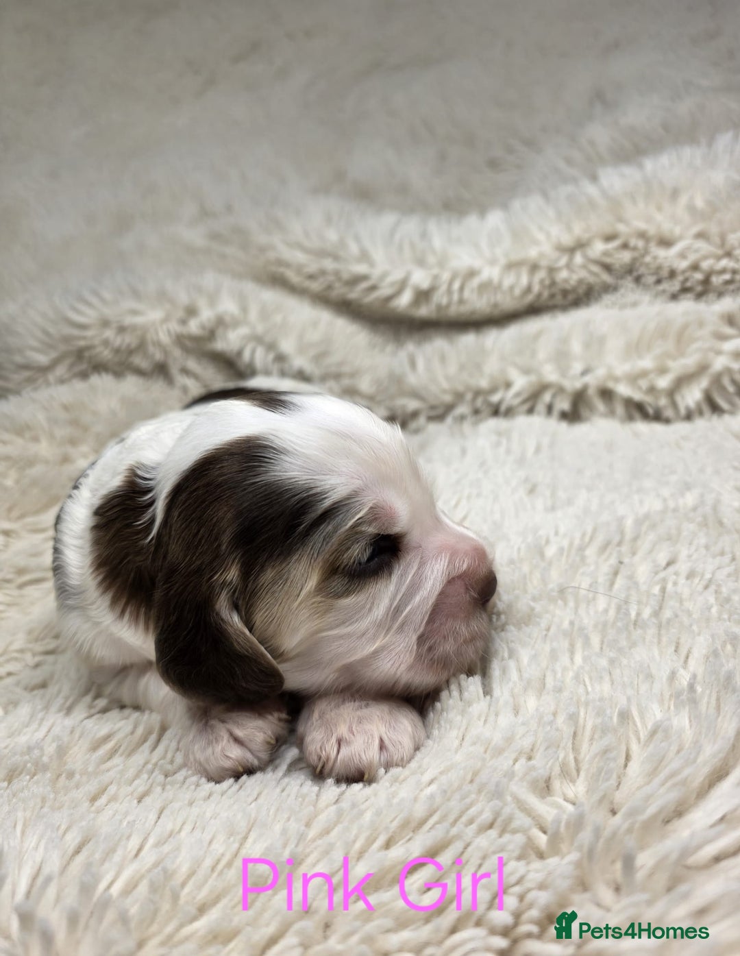 Cocker Spaniel dogs for sale: Beautiful Show Type Cocker Spaniels - Advert 13