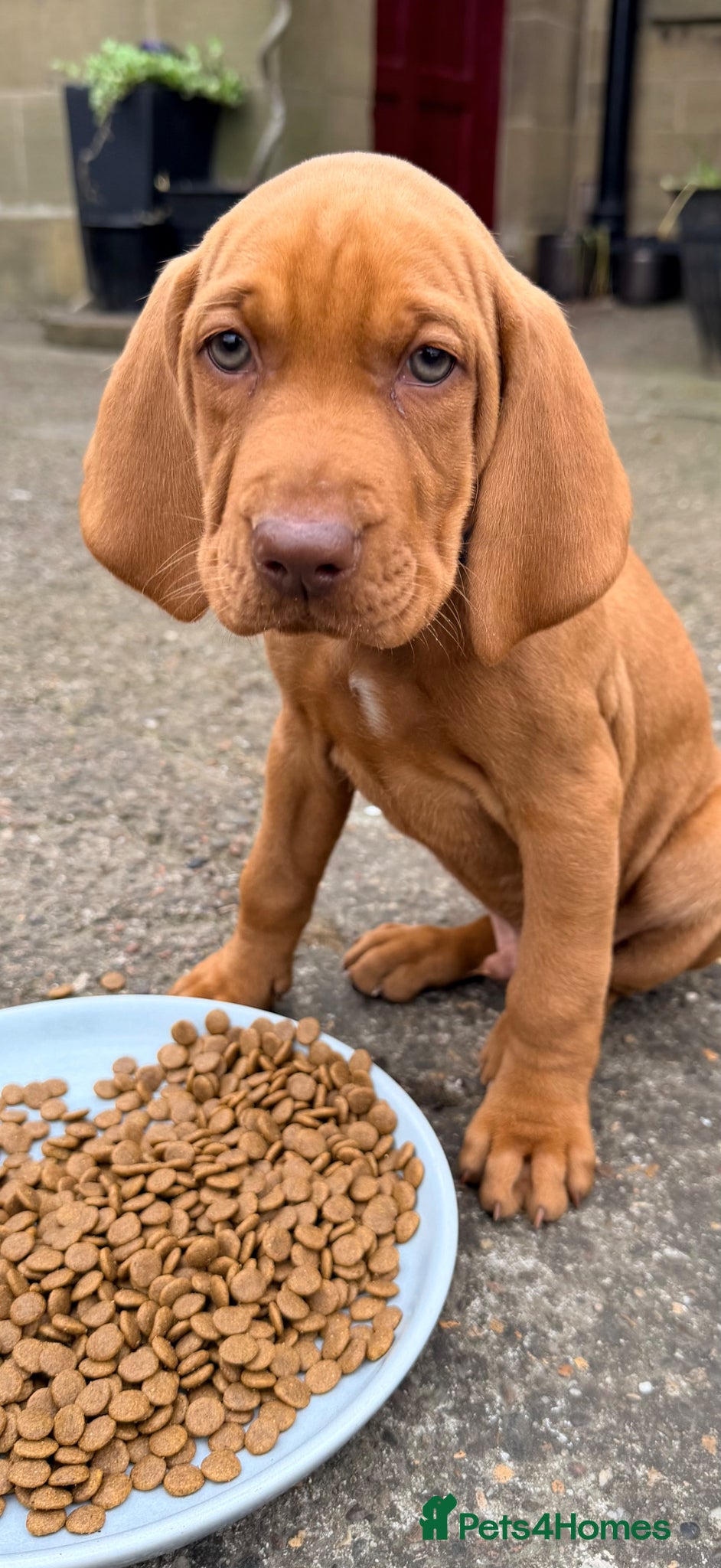 Hungarian Vizsla dogs !!READY TUESDAY!!! Beautiful KC Reg. Vizsla Pups - Advert 2
