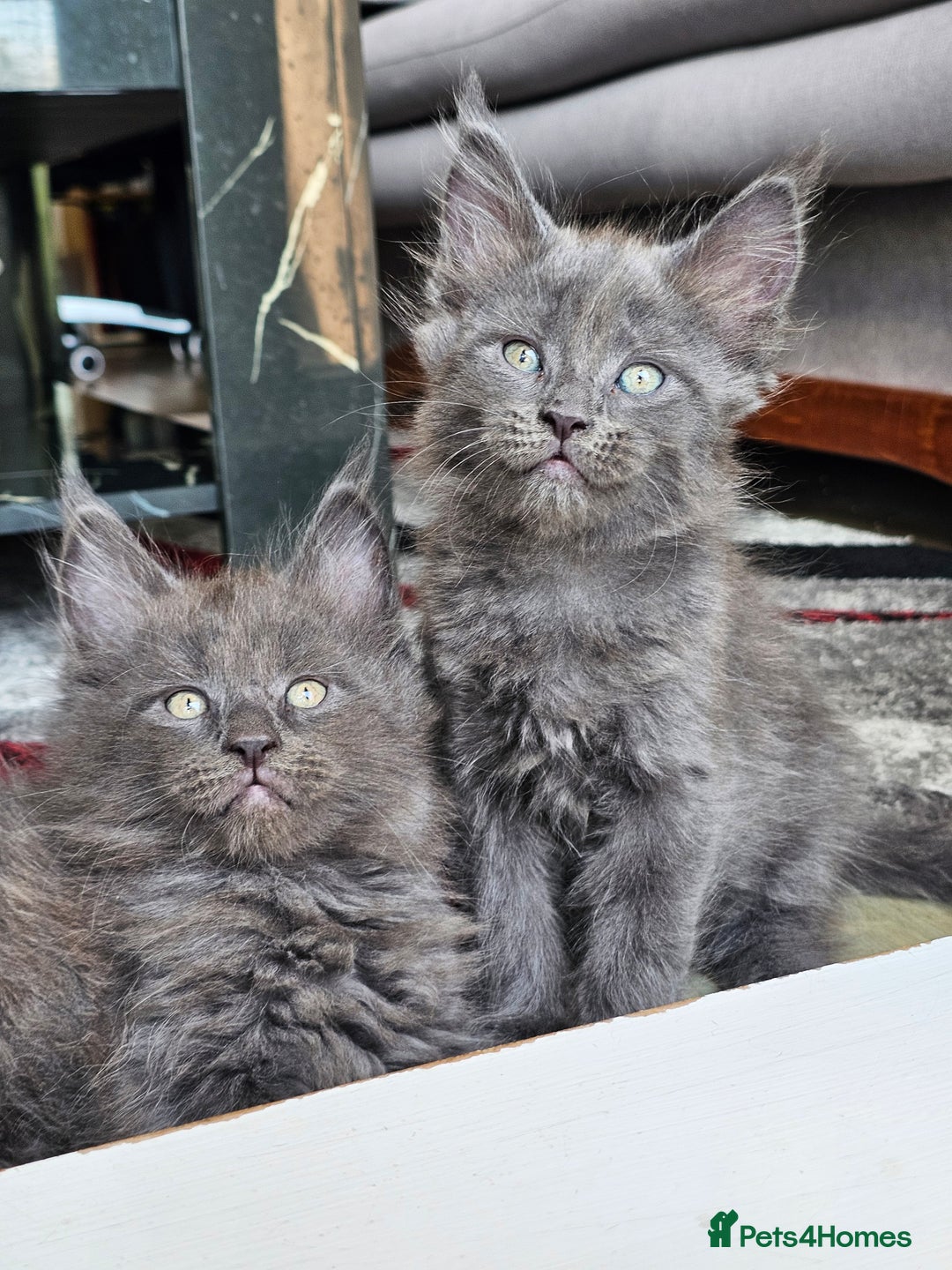 Maine Coon cats for sale: 🔥*Stunning Litter of 8💎Solid Blue Maine Coon*🔥  - Image 11