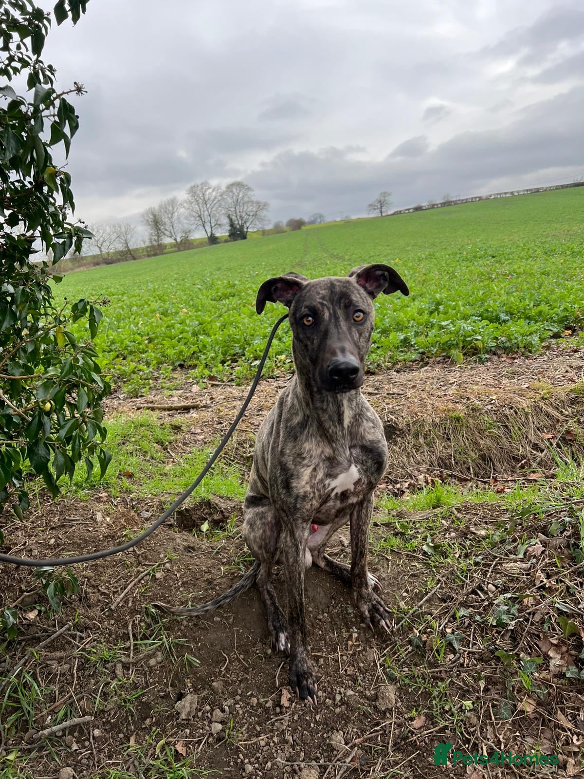 Lurcher dogs Stunning male Bull Lurcher needing a home! - Advert 6
