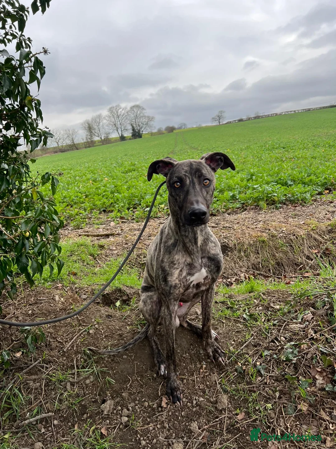 Lurcher dogs for sale: Stunning male Bull Lurcher needing a home! - Advert 1