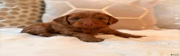Cockapoo dogs for sale: ** RARE MAHOGANY RED F1 TOY COCKAPOO PUPS ** - Advert 7