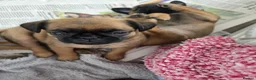 Mixed Breed dogs for sale: Puffin Puppies - Advert 8