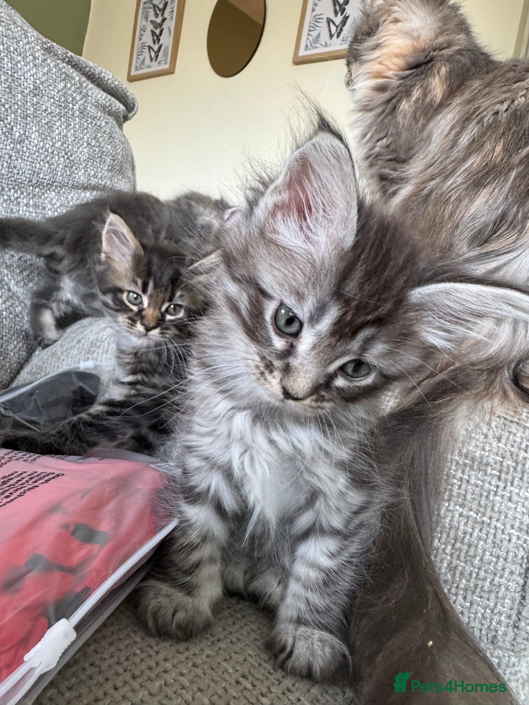 Maine Coon cats for sale: Xl Beautiful Mainecoon kittens for sale - Image 21