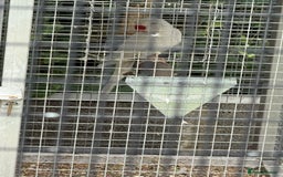 Ringnecks birds for sale: PAIR OF RINGNECKS - Image 2