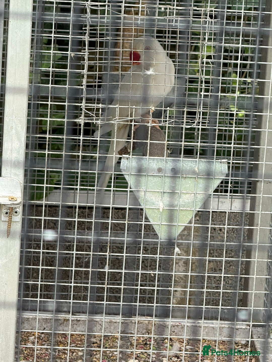 Ringnecks birds for sale: PAIR OF RINGNECKS - Image 2