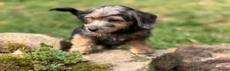 Jackapoo dogs for sale: Gorgeous jackapoo pups ready now  - Advert 15