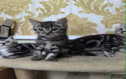 Mixed Breed cats for sale: Mixed bread kittens - Image 2