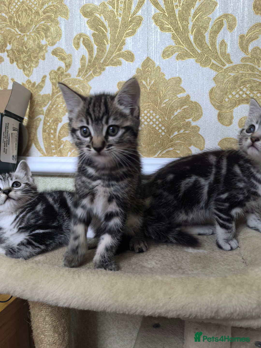 Mixed Breed cats for sale: Mixed bread kittens - Image 2