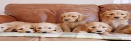 Goldendoodle dogs for sale: Quality Health Tested Miniature Goldendoodles - Advert 3
