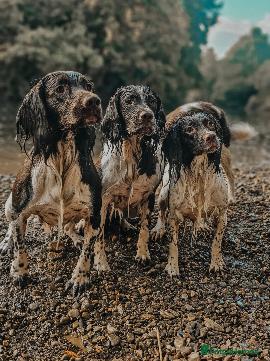 English Springer Spaniel dogs for stud: English Springer Spaniel Stud in Derby - Advert 19