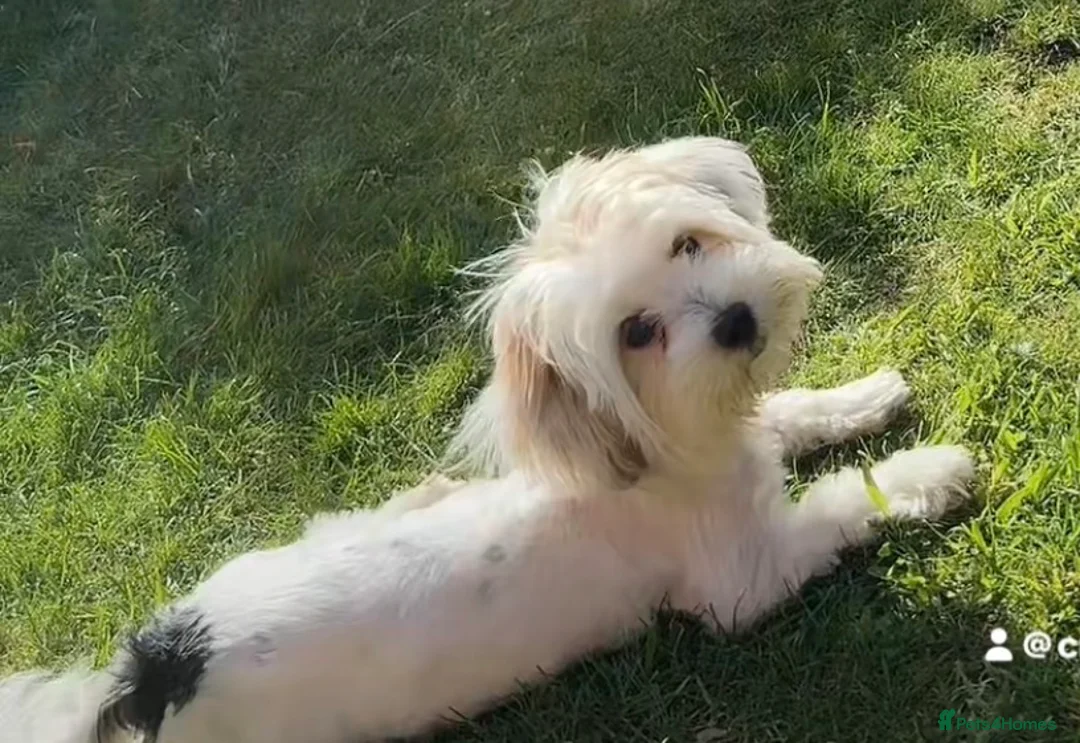 Bichon Frise dogs for sale: Bichon female pup  - Advert 1