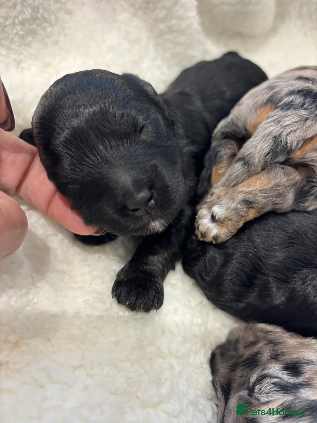 Maltipoo dogs for sale: 💎 Adorable Maltipoo Puppies ❤️ - Advert 9