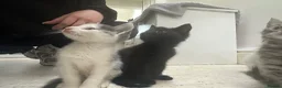 Mixed Breed cats for sale: Cute kittens - Advert 3