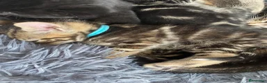 Female, stunning blue collar, white tip tail