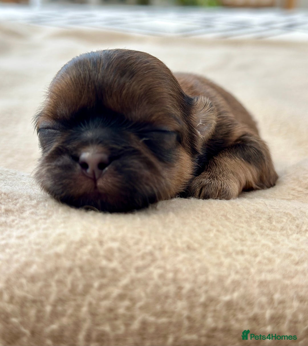 Shih Tzu dogs for sale: Beautiful Shih Tzu Puppies - Male & Female - Image 7