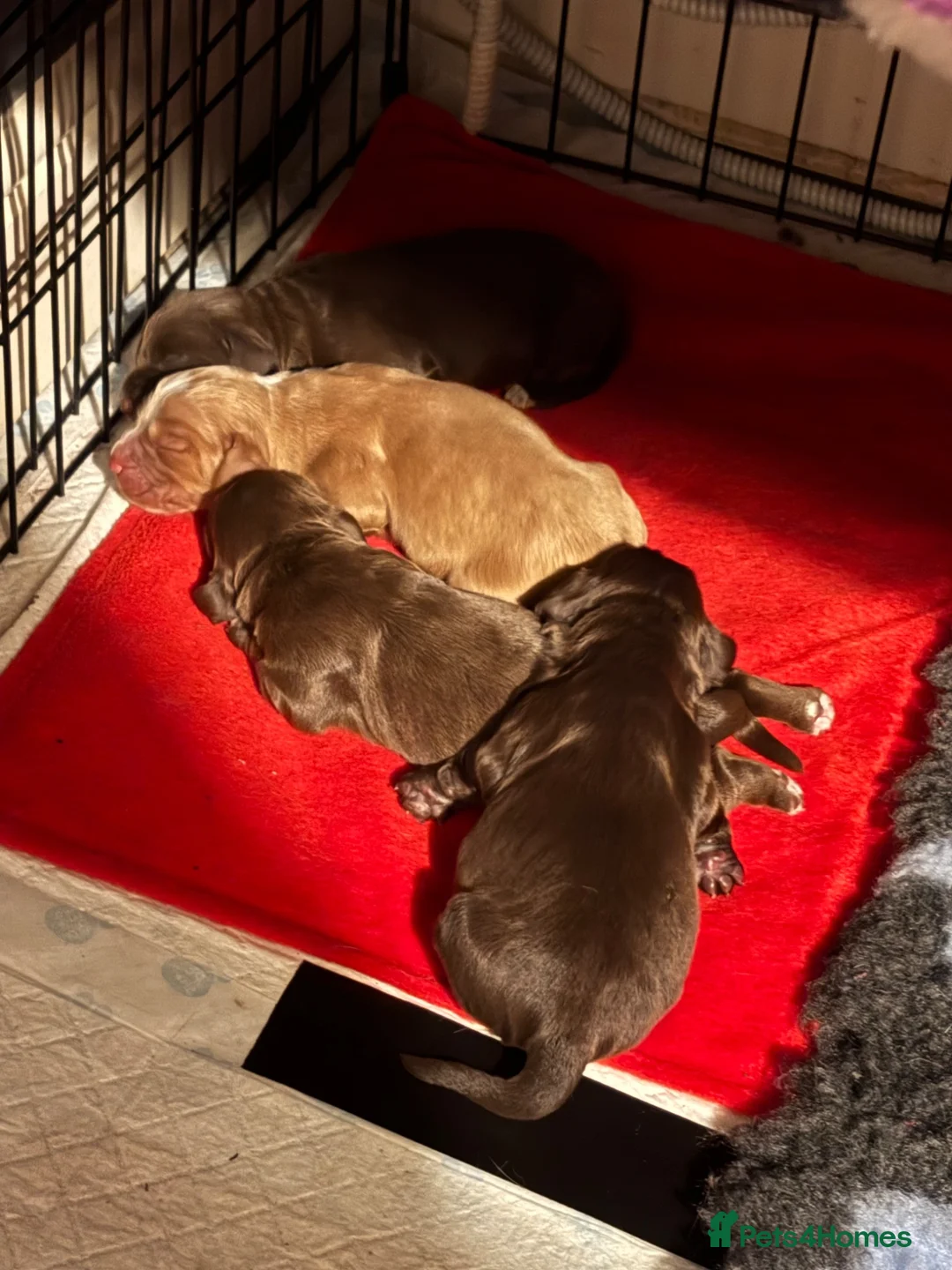 Cocker Spaniel dogs for sale: Working Cocker Spaniel Puppies  - Advert 12