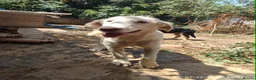 Mixed Breed dogs for adoption: Belce is a five month old Macedonian Rescue - Advert 7