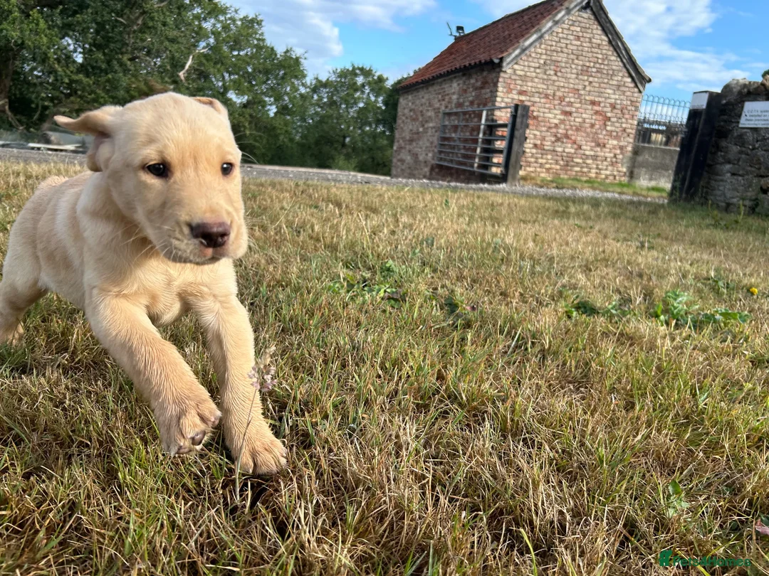 Labrador Retriever dogs for sale: Last remaining dog pup in York - Advert 1