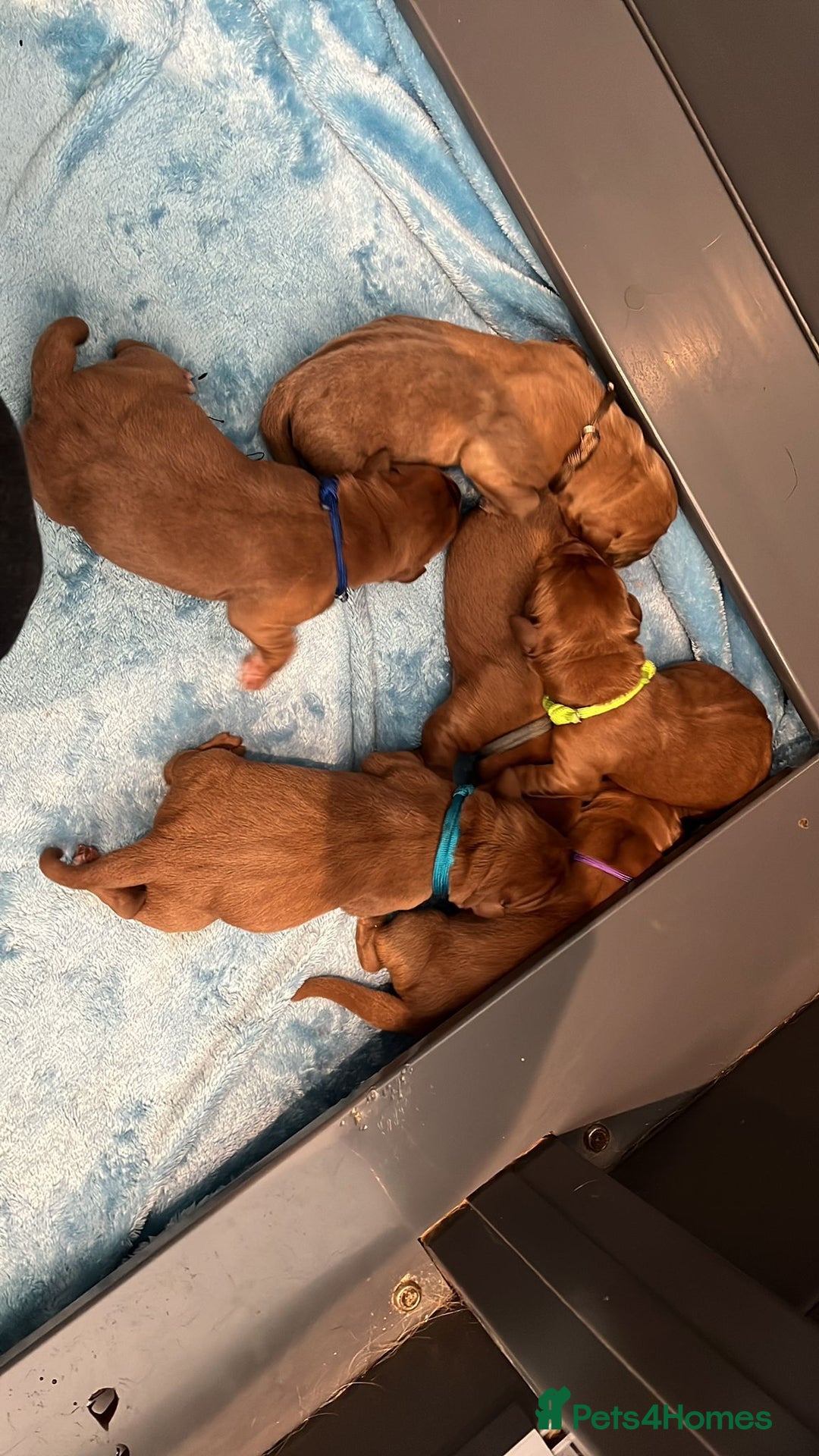 Labrador Retriever dogs for sale: Fox red labradors - Image 1