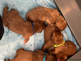 Labrador Retriever dogs - Advert 14