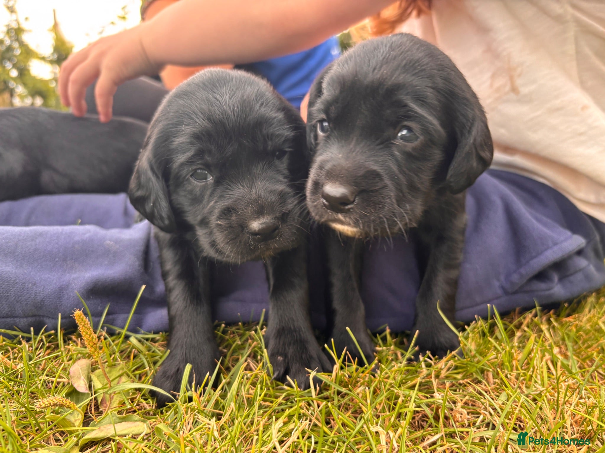 Springador dogs Stunning Springador Pups,super for family/working  - Advert 2