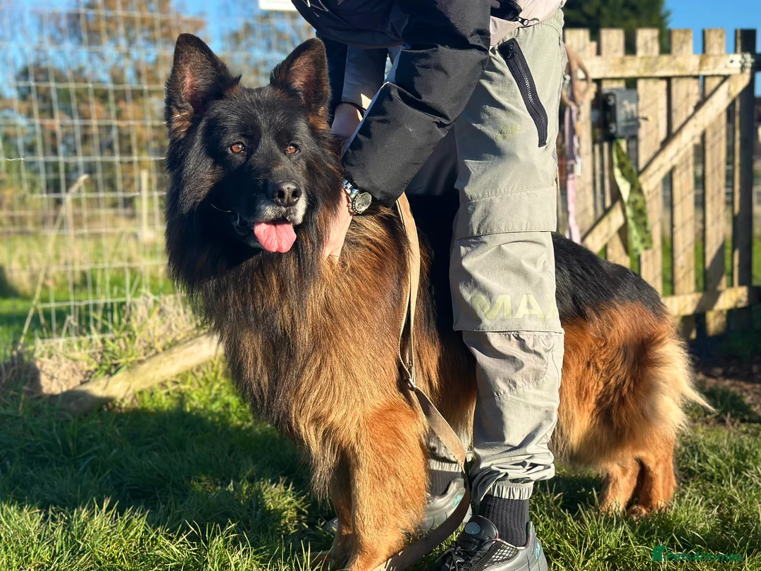 German Shepherd dogs for stud: BIG BONDED LONG HAIRED GERMAN SHEPHERD STUD - Advert 1