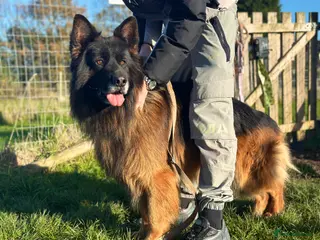 German Shepherd dogs BIG BONDED LONG HAIRED GERMAN SHEPHERD STUD - Advert 15