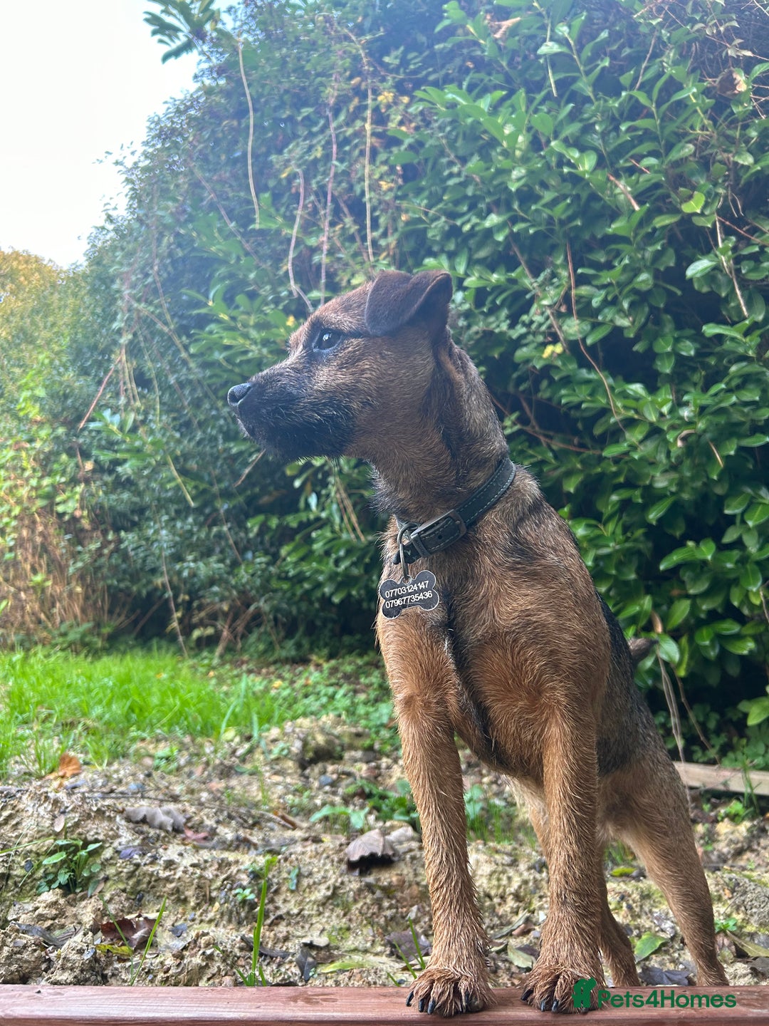Border Terrier dogs for sale: Border Terrier Pups - Image 35