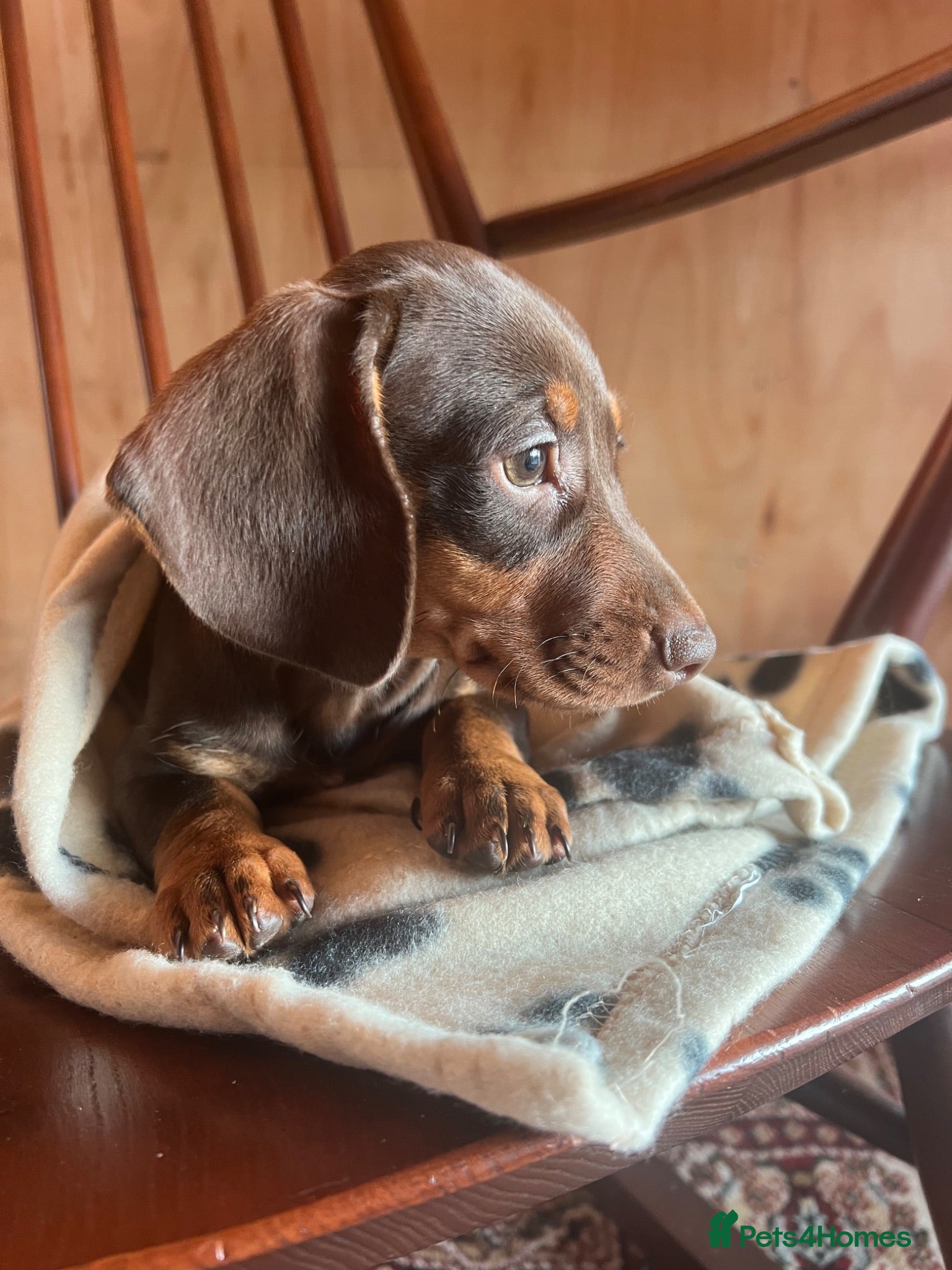 Dachshund dogs CHOCOLATE AND CREAM PUPPIES  - Advert 5