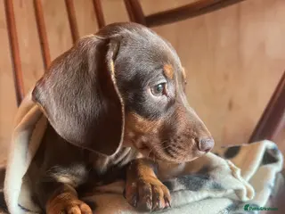 Dachshund dogs CHOCOLATE AND CREAM PUPPIES - Advert 5