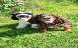 Cockapoo dogs for sale: Beautiful F1 Cockapoos - Image 18