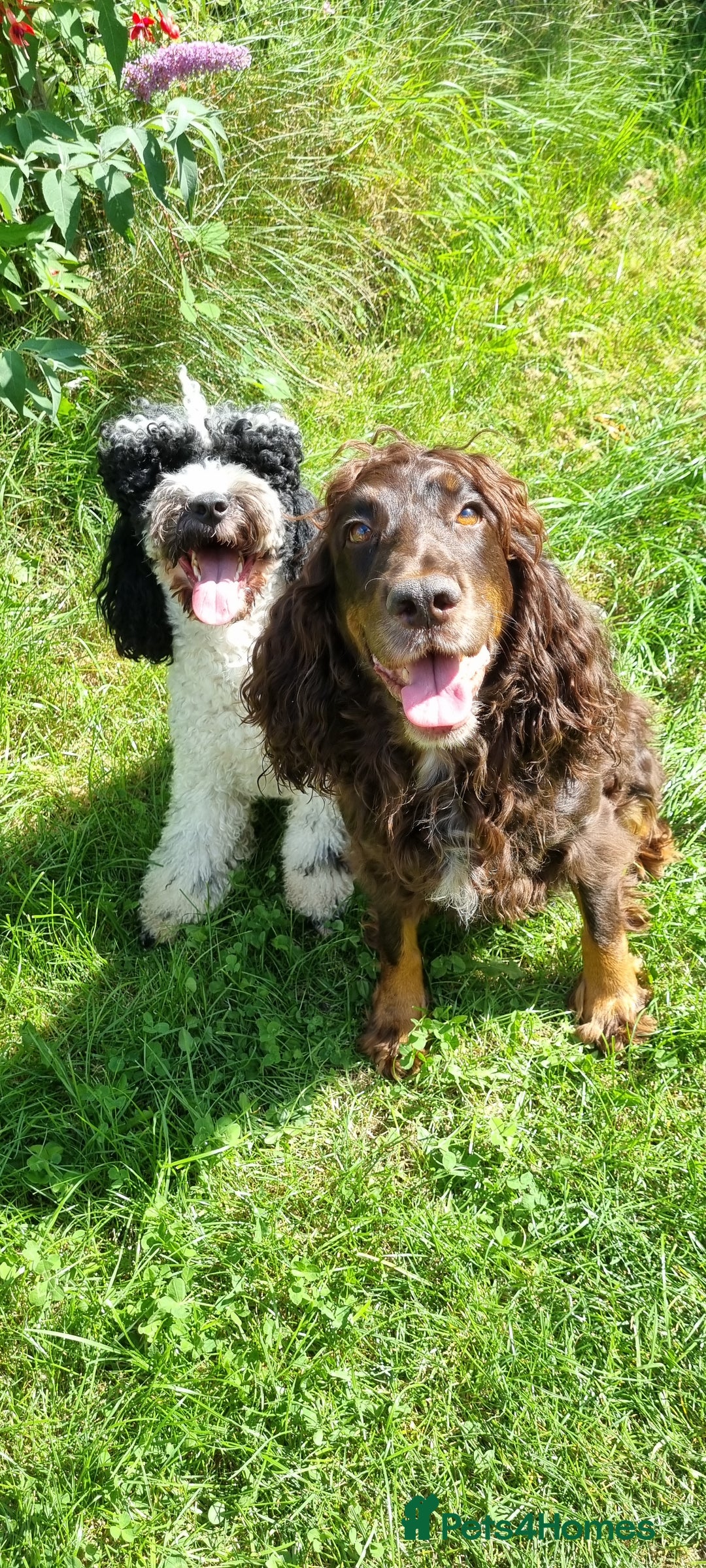 Cockapoo dogs for sale: Beautiful F1 Cockapoos - Image 18