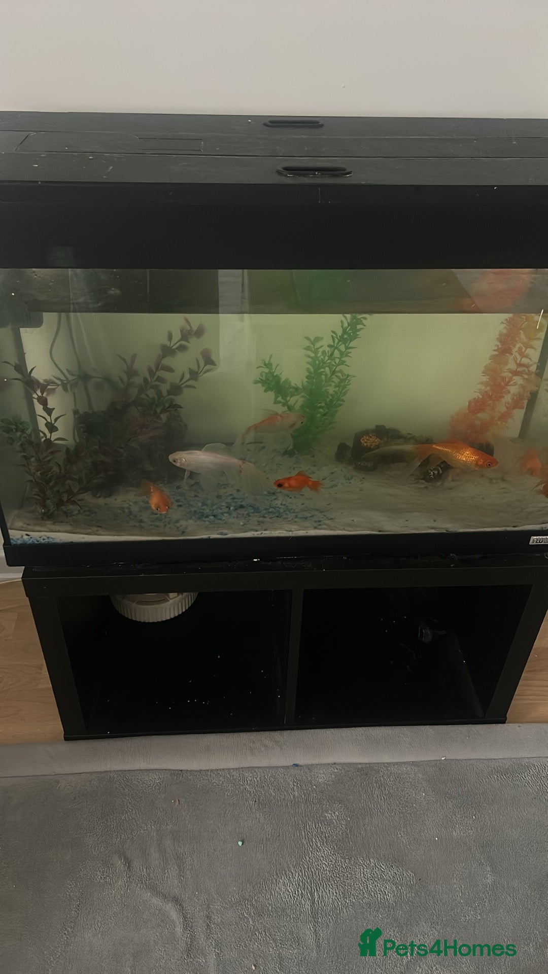 Goldfish fish 7 goldfish - Advert 1