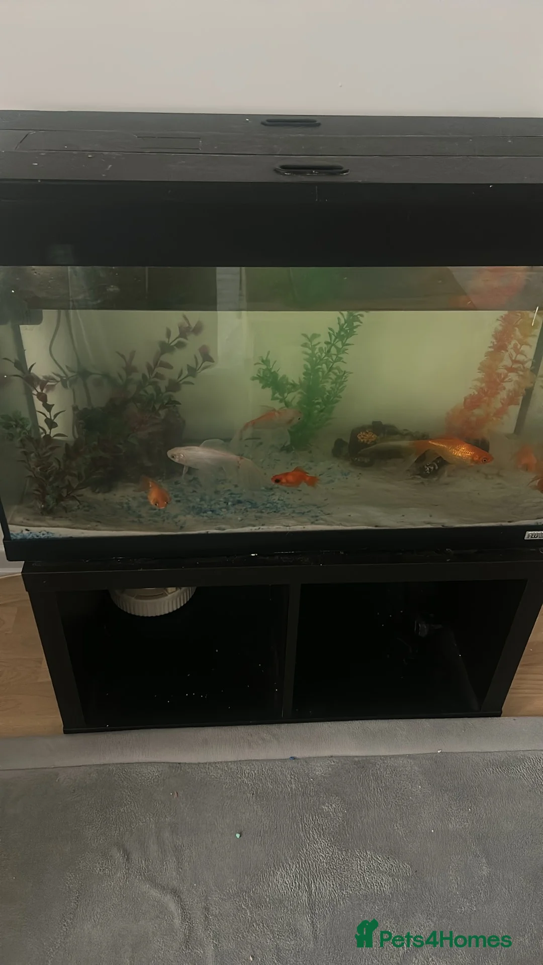 Goldfish fish for sale: 7 goldfish - Advert 1