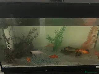 Goldfish fish 7 goldfish - Advert 1